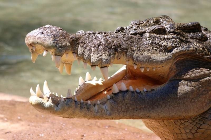 Time to smile at our local crocodile Time to smile at our local crocodile