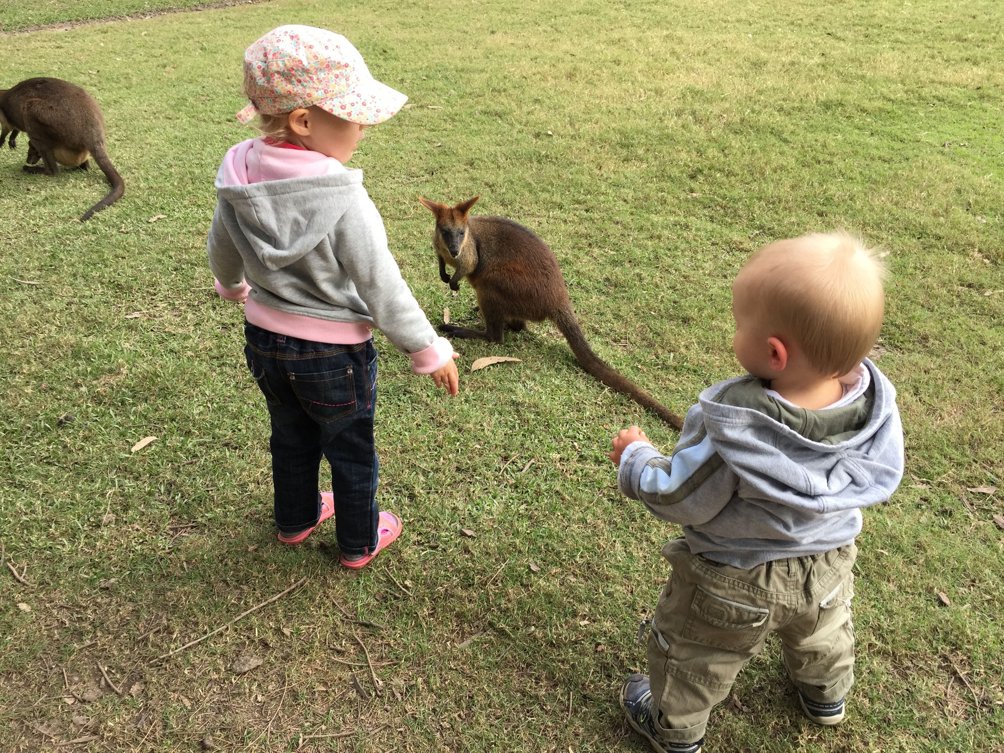 Feeding wallabies at Billabong Zoo