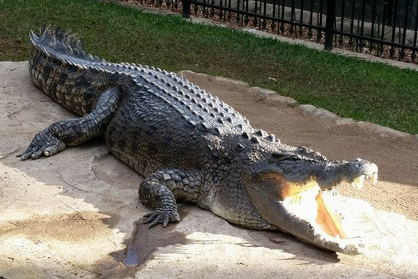 Croc at Billabong