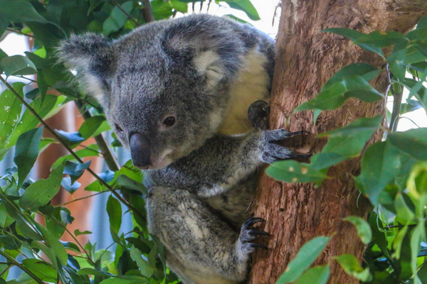 Koala Photo Credit Ryan Wheway