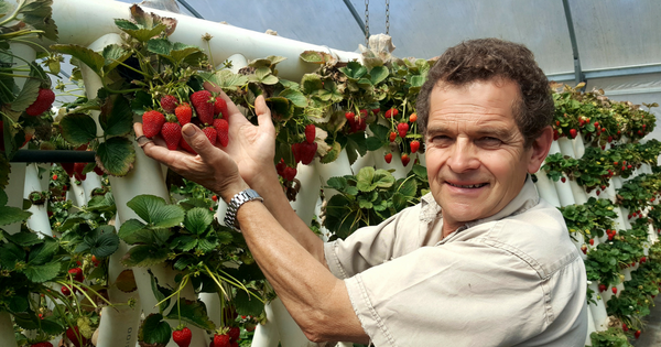 Strawberry Crop at Ricardoes