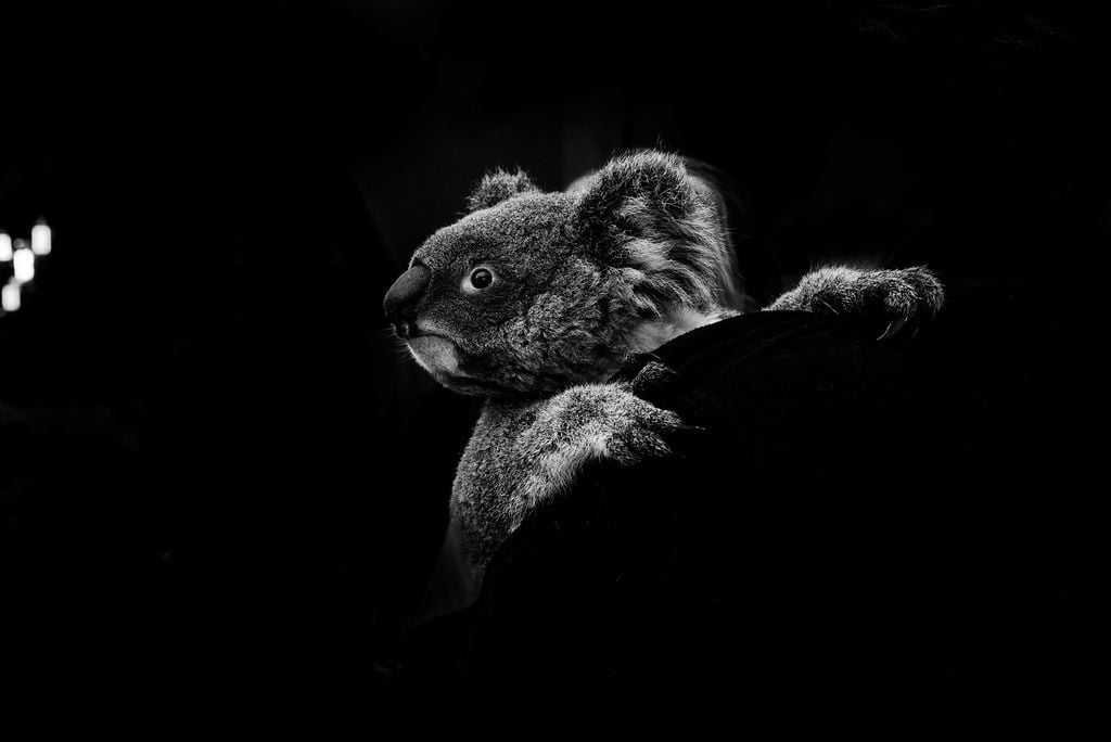 2019 Billabong Zoo Calendar Launch June - Nov 2019 Image -5d107dae2846d