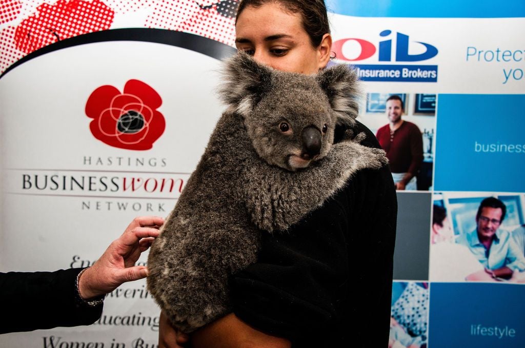 2019 Billabong Zoo Calendar Launch June - Nov 2019 Image -5d107db24b896