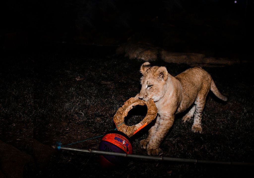 2019 Billabong Zoo Calendar Launch June - Nov 2019 Image -5d107dc205bbc