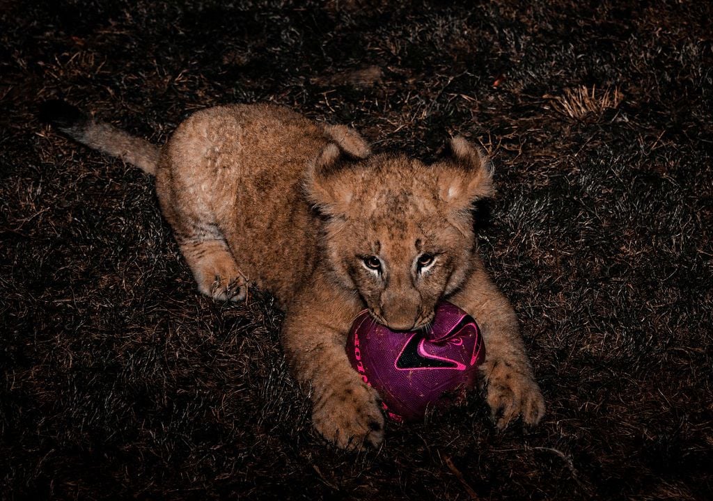 2019 Billabong Zoo Calendar Launch June - Nov 2019 Image -5d107dc30a020