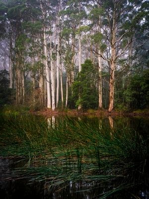 Mount Macedon near Macedon Ranges Hotel & Spa