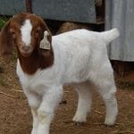 Pacifica Boer Goats