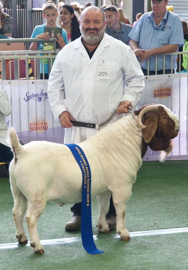 Pacifica Boer Goats Image -551360f053a36