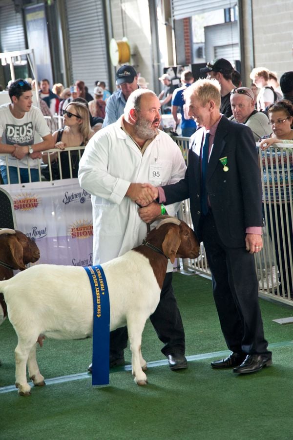Pacifica Boer Goats Image -551360f3e8560