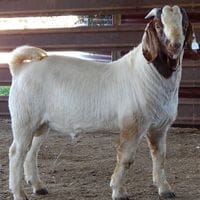 Pacifica Boer Goats Image -5513660c0197a
