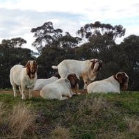 Pacifica Boer Goats Image -5513660e3ee37