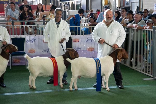 Pacifica Boer Goats Image -55136614a3812