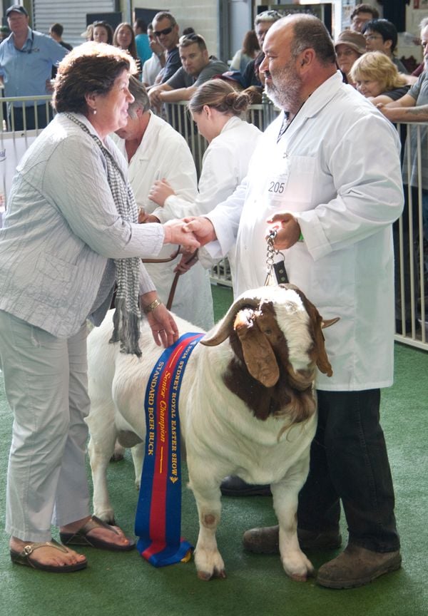 Pacifica Boer Goats Image -5513673758568