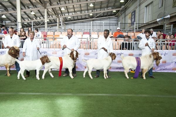 Pacifica Boer Goats Image -5513673aa9f8a