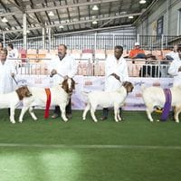Pacifica Boer Goats Image -5513673aa9f8a