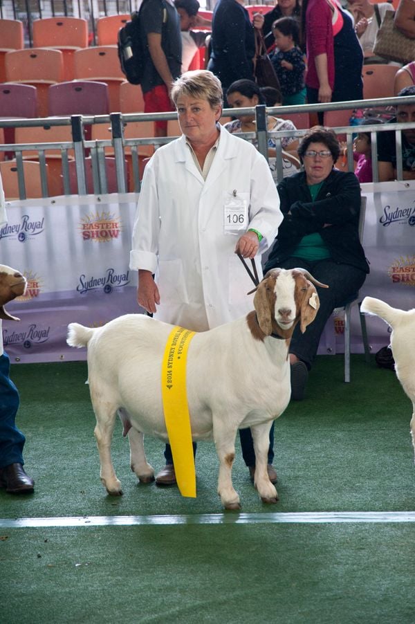 Pacifica Boer Goats Image -5513673e4db61