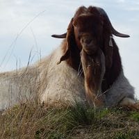 Pacifica Boer Goats Image -55136741775d4