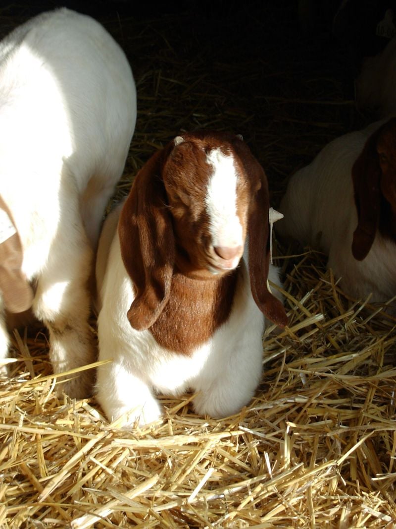 Pacifica Boer Goats Image -5513674934d49
