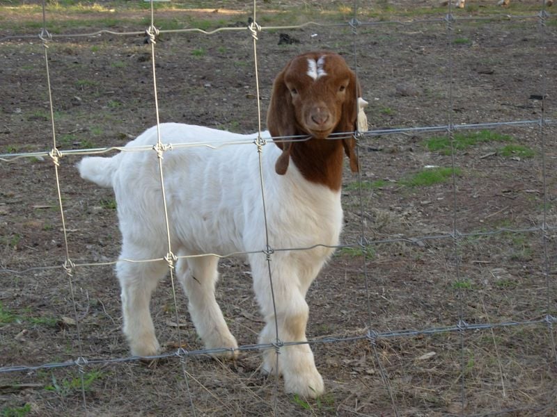 Pacifica Boer Goats Image -551367a021734