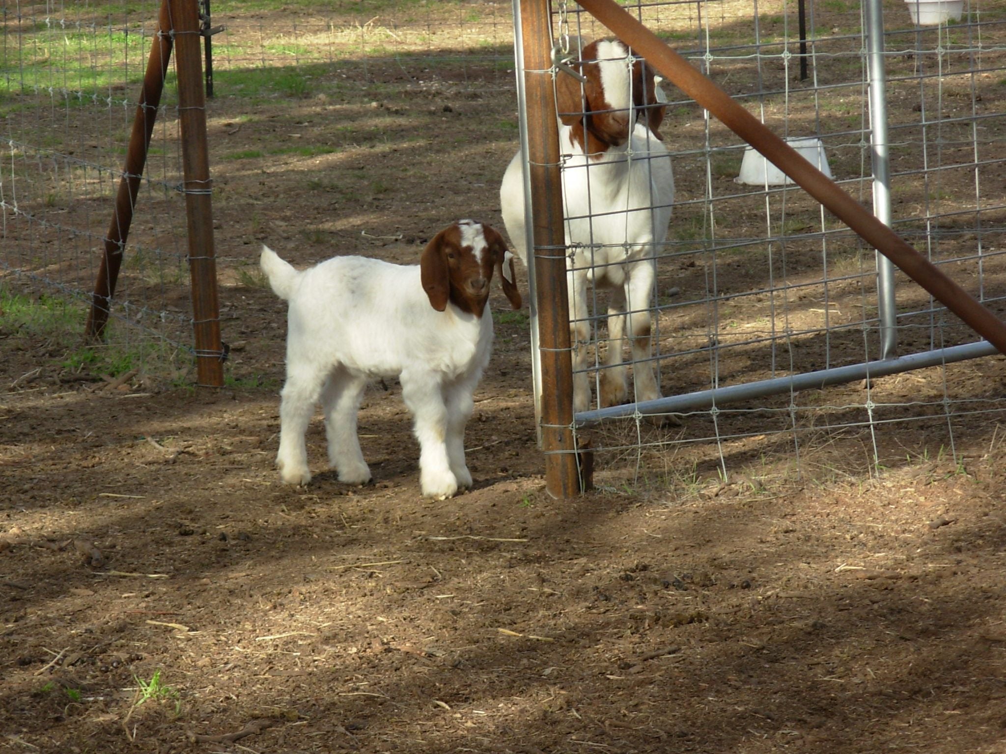 Pacifica Boer Goats Image -551367a3729ed