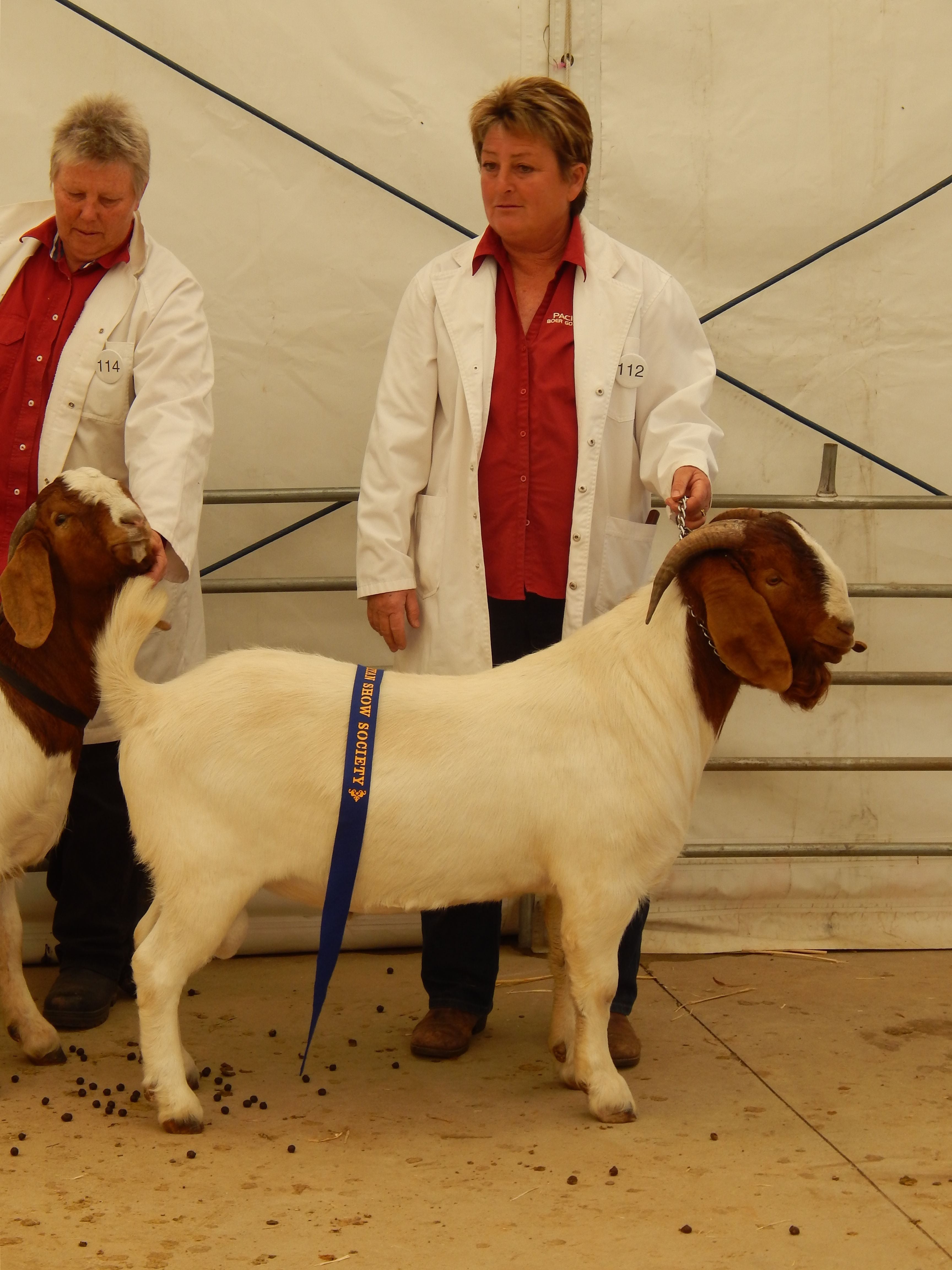 Pacifica Boer Goats Image -551367a6eada5