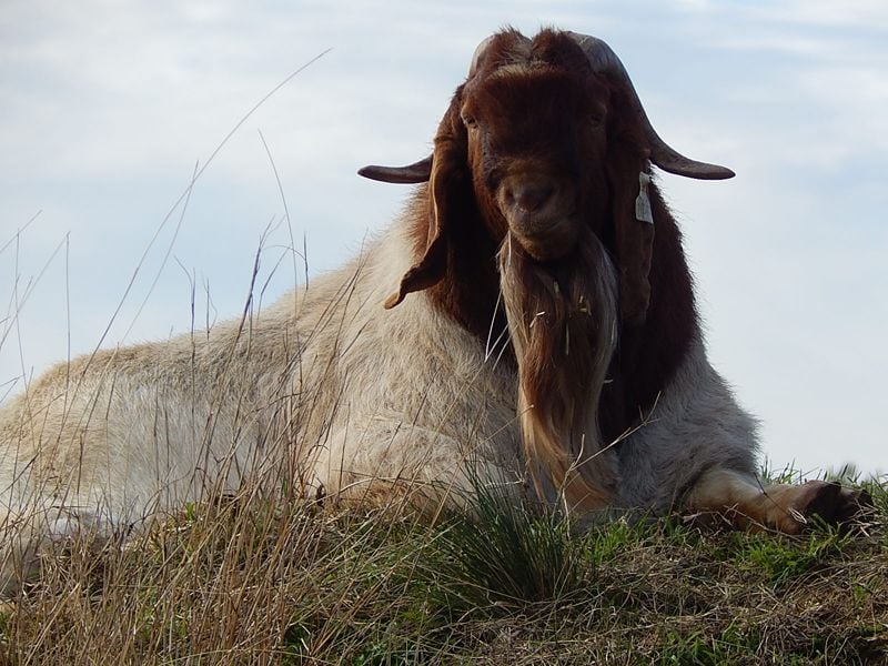 Pacifica Boer Goats Image -551367aa2f1ee