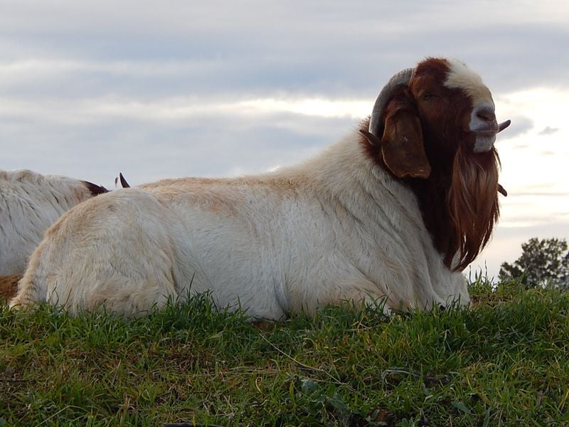 Pacifica Boer Goats Image -551367ad622e4