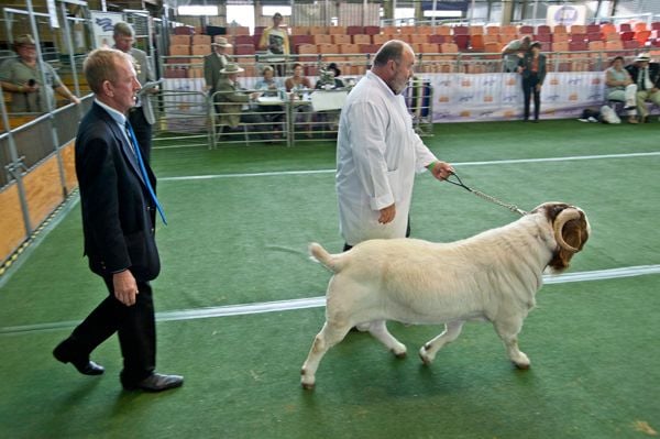 Pacifica Boer Goats Image -55136914a57d0