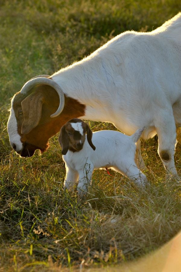 Pacifica Boer Goats Image -551cd3b895cae