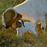 Pacifica Boer Goats Image -551cd3b895cae