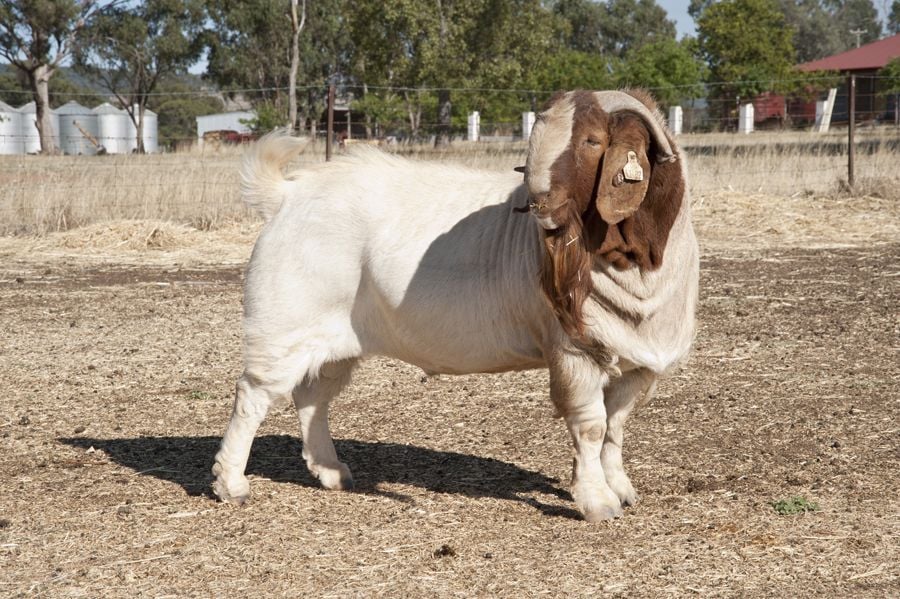 Pacifica Boer Goats Image -551cd40fa8433