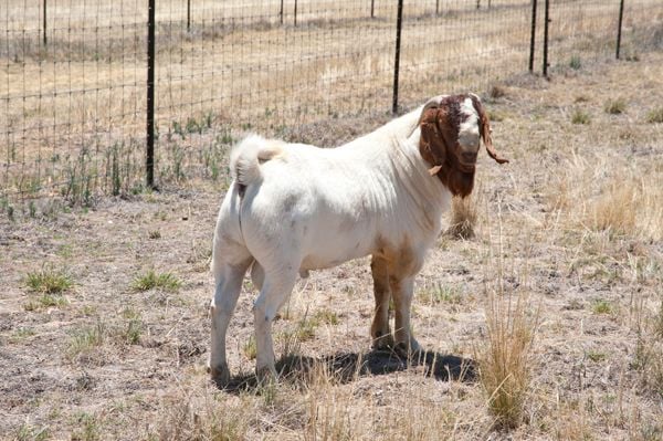 Pacifica Boer Goats Image -551cd446738cc