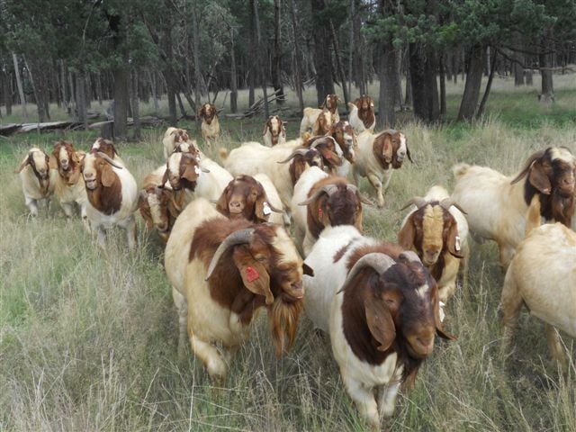 Pacifica Boer Goats Image -551cd4485558b