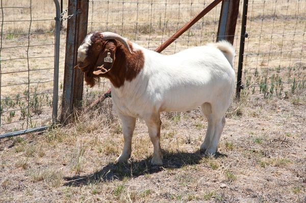 Pacifica Boer Goats Image -551cd44a9bed2