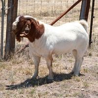 Pacifica Boer Goats Image -551cd44a9bed2