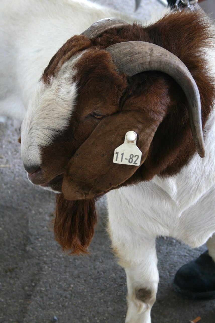 Pacifica Boer Goats Image -551cd492a9fad