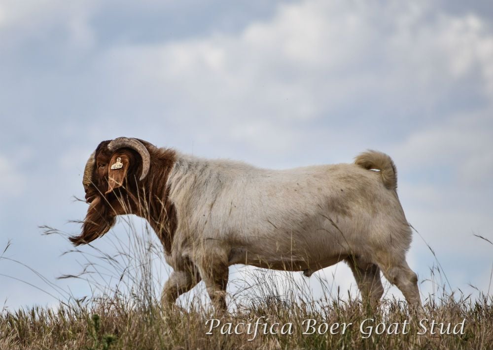 Pacifica Boer Goats Image -5c060082b824f
