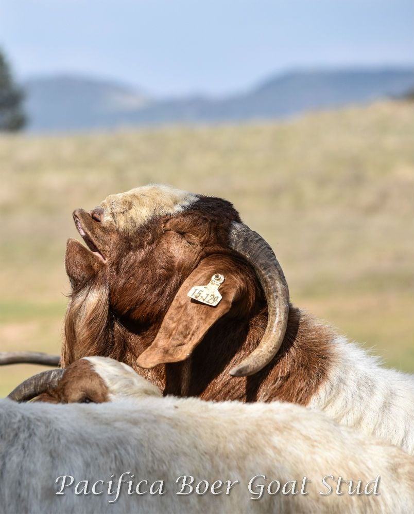 Pacifica Boer Goats Image -5c0600840eb89