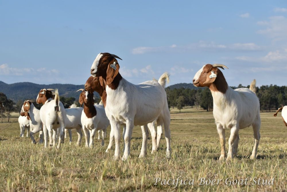 Pacifica Boer Goats Image -5c06008676ec3
