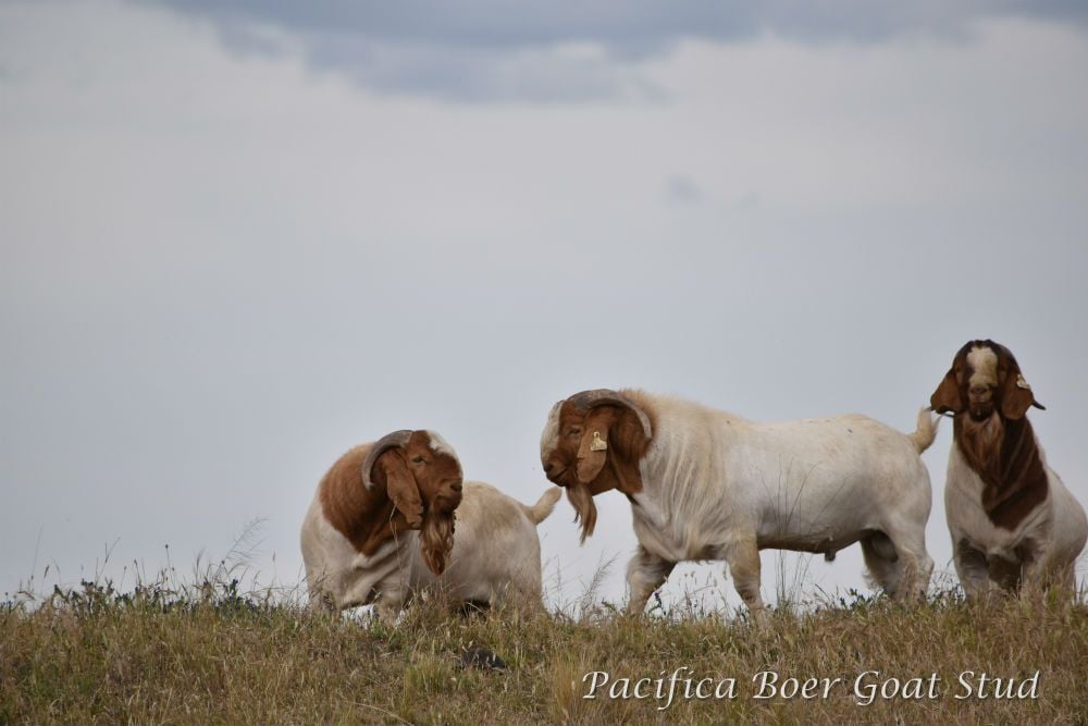 Pacifica Boer Goats Image -5c06008716e50