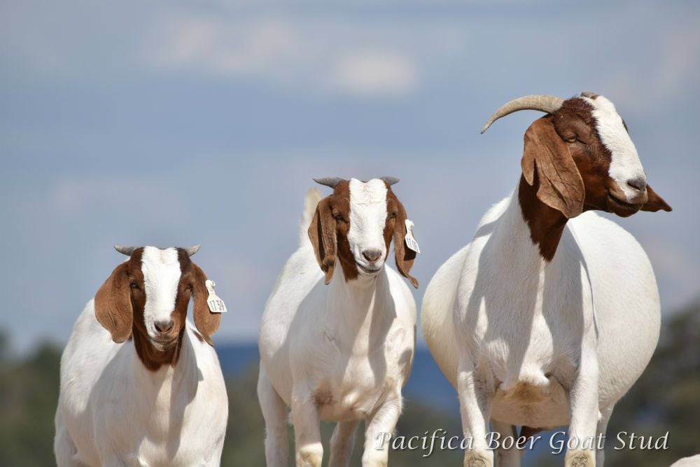 Pacifica Boer Goats Image -5c060099331dc