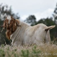 Pacifica Boer Goats Image -5c06009a54741