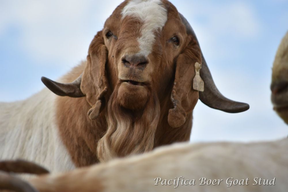 Pacifica Boer Goats Image -5c06009b07583