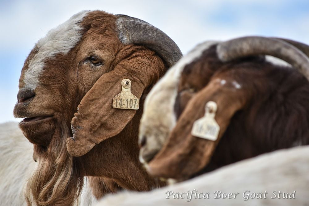Pacifica Boer Goats Image -5c06009c73390