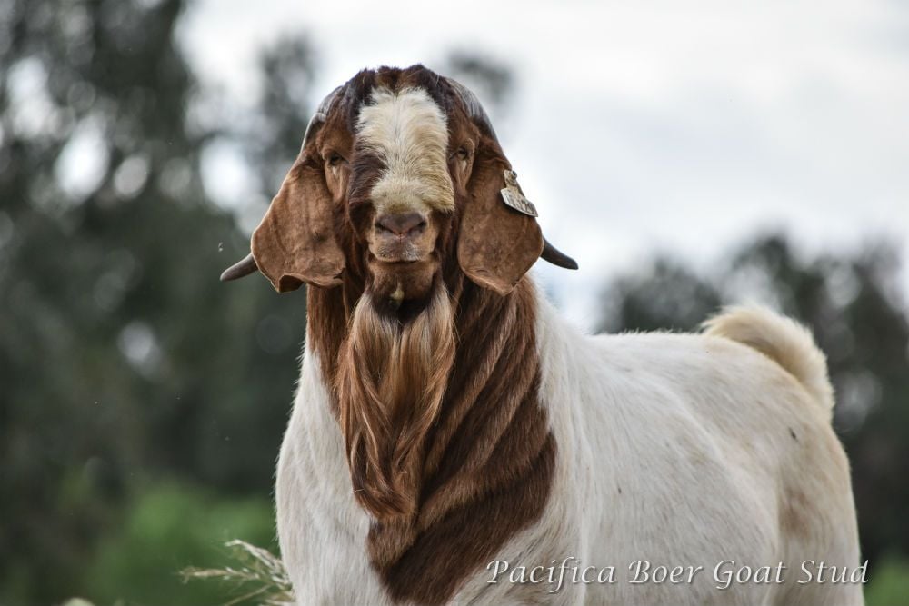 Pacifica Boer Goats Image -5c06009d0f32d