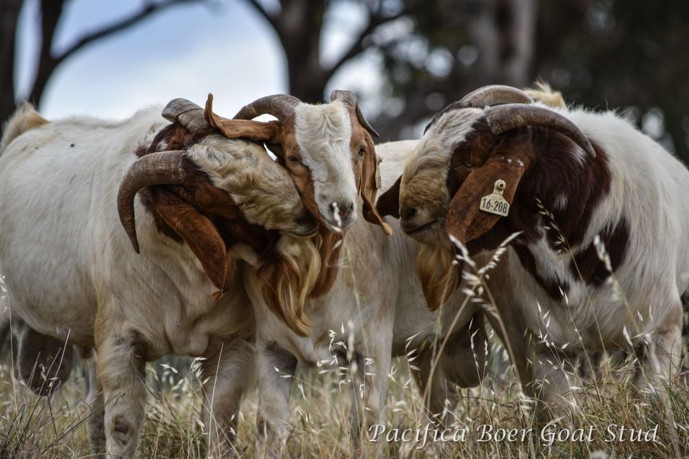 Pacifica Boer Goats Image -5c0600aae918c