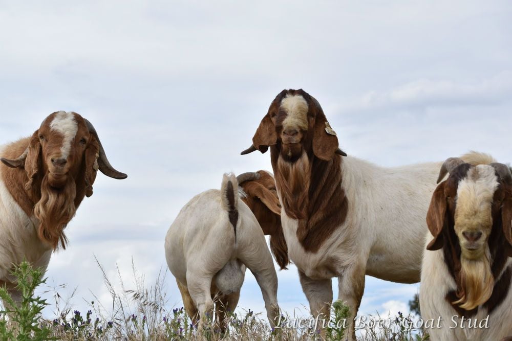 Pacifica Boer Goats Image -5c0600ac440ff