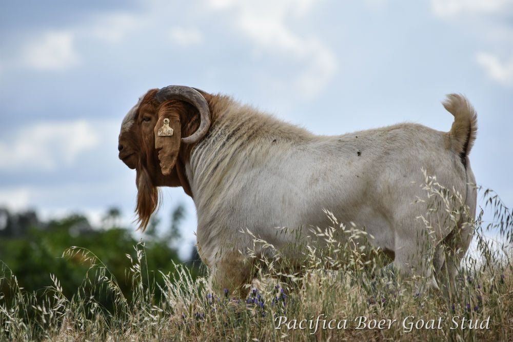 Pacifica Boer Goats Image -5c0600ade34f6