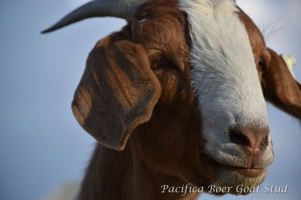 Pacifica Boer Goats Image -5c0600ae903bd