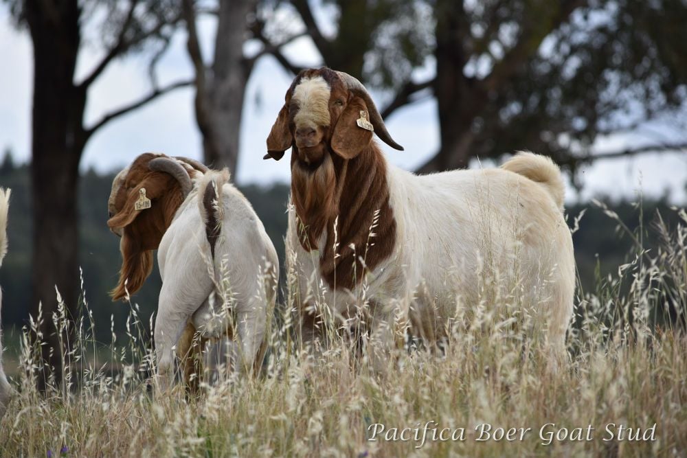 Pacifica Boer Goats Image -5c0600b03ca8d